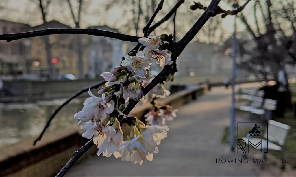 Baumblüte an Neujahr (Bild 1)